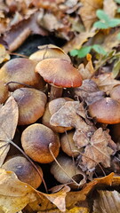 Inedible mushrooms in the forest