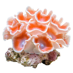 Coral with vibrant orange and white colors, showcasing intricate textures and patterns, resting on rocky base, perfect for marine life enthusiasts