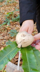 A woman's hand holds a mushroom in the forest