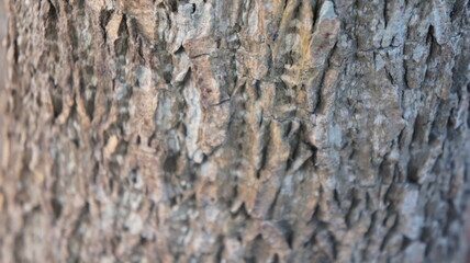 Close-up of Rough Tree Bark Texture