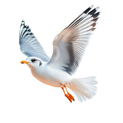Fototapeta premium flying seagull with white feathers and orange beak soaring gracefully in sky. Its wings are spread wide, showcasing intricate feather details