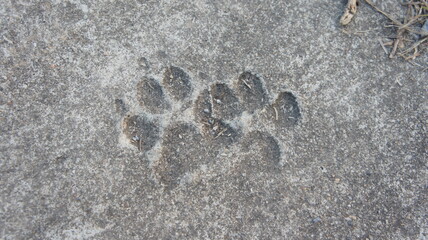 Dog Paw Print in Concrete