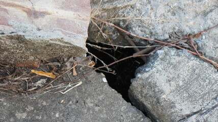 Cracked Concrete With Branches and Roots