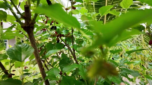 Full HD slow motion of mulberry deciduous trees with fresh green leaves 