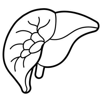 black outline liver anatomy clip art preview