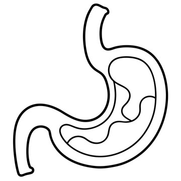 black outline stomach anatomy clip art preview