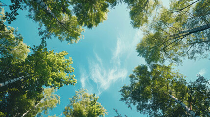 Obraz premium Clear blue sky stretching over a lush forest, the treetops swaying gently in the warm breeze