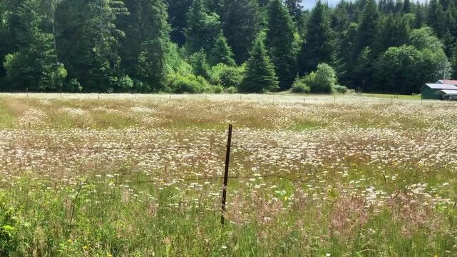 Field of wild fowers in rural Oregon,