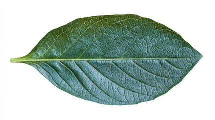 Obraz premium Single leaf of basil, deep green with natural veins, isolated on a stark white background