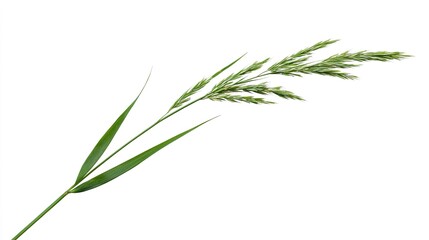 Fototapeta premium Simple image of a tall grass stem with fine details