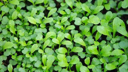 Green seedling growing in the ground. 