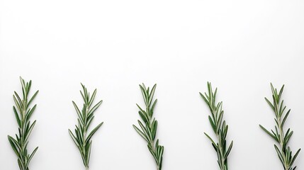 Fototapeta premium Minimalist row of fresh rosemary sprigs