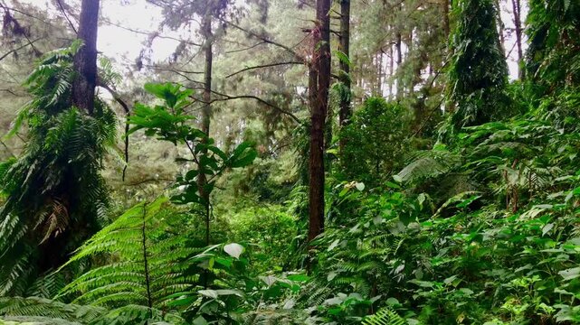 Tropical rain forest trees, spurce forest. Afternoon in the middle forest, leaves sways by wind. Trees sway gently in wind. Deciduous green deep forest, spruce, branches swaying in wind.