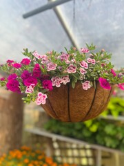 Hanging pot 