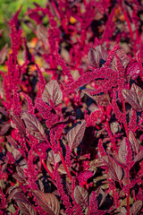 amaranth plant in the garden