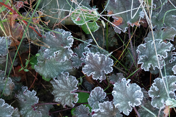 frozen flowers and leaves closeup