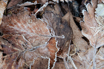 frozen leaves
