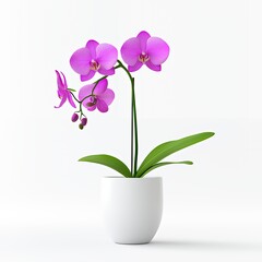 Pink orchid in a white pot on a white background.