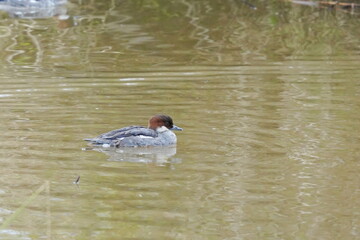 池で泳ぐミコアイサ