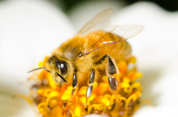 Honey Bee collecting nectar from flower