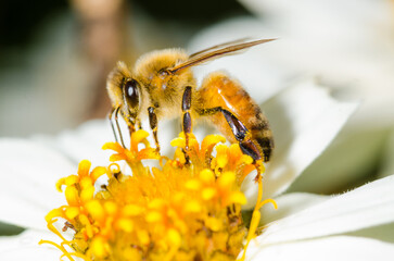 Honey Bee collecting nectar from flower