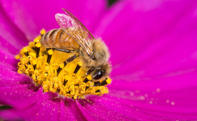Honey Bee collecting nectar from flower