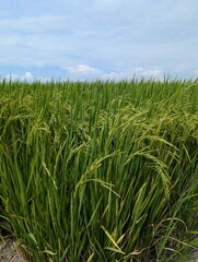 Close up on rice (Oryza sativa) grown on rice fields