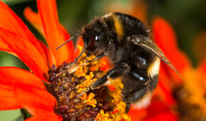 close up of a bumble bee collecting nectar from a flower