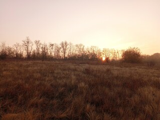 Sunrise over the autumn forest. A row of trees on the horizon with fallen leaves. Beautiful morning landscape.