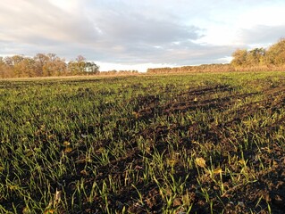 A wheat field is sown with winter wheat. Young green sprouts of wheat in the field. Beautiful landscape in the field.