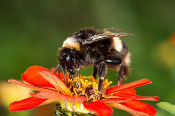 close up of a bumble bee collecting nectar from a flower