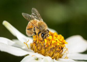 Honey Bee collecting nectar from flower