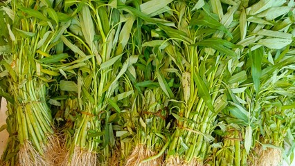 Fresh water spinach is a crop that is sold as a side dish in the Asian region