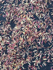 Dried Orange Leaves on Black Top Pavement