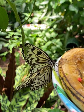 Yellow Swallowtail Butterfly on a Banana