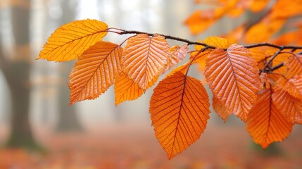 Obraz premium Autumn Leaves Orange Foliage Fall Colors Nature Background