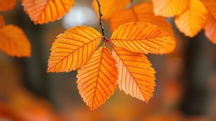 Obraz premium Vibrant Autumn Leaves Nature Background Fall Foliage Orange Leaf Photography