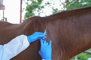 Female veterinarian treats horses