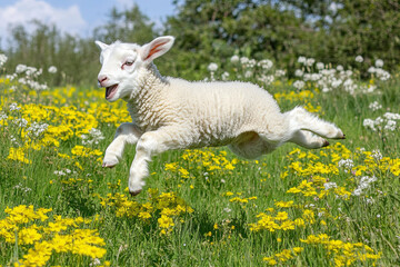 Obraz premium Young lamb frolicking in a green meadow