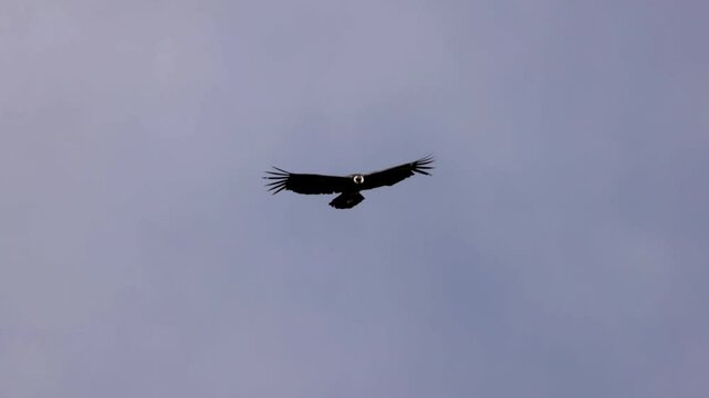 a slow motion tracking shot of an andean condor flying overhead at torres del paine national park in chile