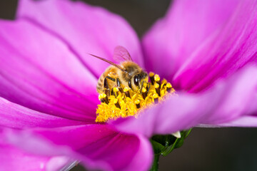 Honey Bee collecting nectar from flower