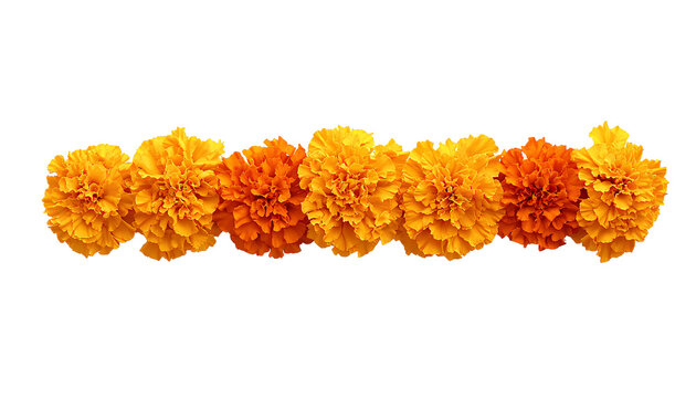 Marigold Flower rangoli Design for Diwali Festival , Indian Festival flower decoration