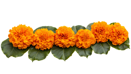 Marigold Flower rangoli Design for Diwali Festival , Indian Festival flower decoration