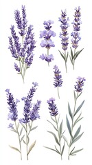 Naklejka premium Watercolor illustration of lavender flowers in different arrangements isolated on white background.