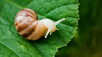 Large land snail Achatina achatina, pest issues, two snails sitting on large green leaf outside in summer © Olga Gimaeva