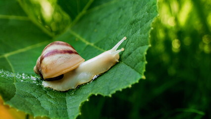 Large land snail Achatina achatina, pest issues, two snails sitting on large green leaf outside in summer © Olga Gimaeva