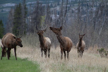 Herd Of Elk, Jasper National Park, Alberta