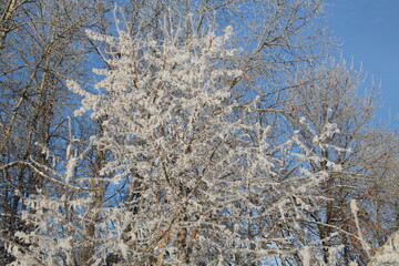 hoarfrost on the branches