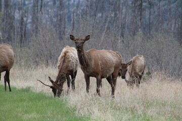 Female Elk Looking At Us, Jasper National Park, Alberta