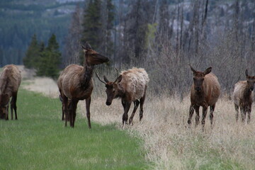 elk in the woods, Jasper National Park, Alberta